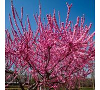 Semi di mandorlo, Prunus triloba, resistenti per il giardino semi di decorazione da giardino per esterni semi di selvatici 20pcs