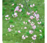 Semi di mandorlo - rare Prunus triloba - resistenti all'esterno semi di giardino di arbusti regali per gli amanti del giardino da esterno resistenti 12pcs