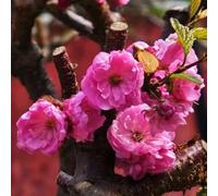 Semi di mandorlo - regali per gli amanti del giardino Prunus triloba - semi di giardino di arbusti arbusti fioriti resistenti da balcone regali da giardino 16pcs