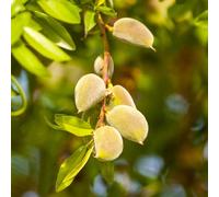 semi di mandorlo resistente Prunus dulcis interna in vaso in aiuole rialzate raro balcone balcone vaso arredamento del soggiorno 18pcs