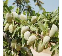 Semi di mandorlo resistente - Serie Rara - giardino di rocce resistenti da balcone semi bonsái 30pz