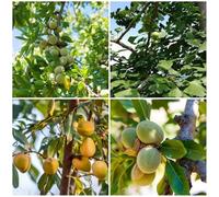 Semi di mandorlo resistenti esotici - Serie Rara - semi di mandorlo resistenti per giardino per 5pcs