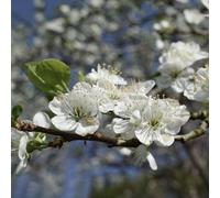 semi di mandorlo resistenti per giardino perenni semi di balcone giardino 100pcs