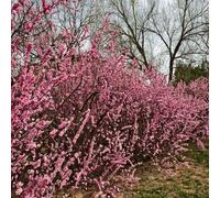 Semi di mandorlo, resistenti per il giardino Prunus triloba, da esterno resistenti rare semi di vecchie varietà da balcone 25pcs