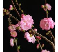 Semi di mandorlo - resistenti per il giardino Prunus triloba - semi di selvatici decorazione da giardino per esterni regali da giardino per le donne arbusti fioriti 15pcs