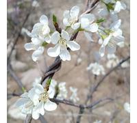 semi di mandorlo resistenti, resistenti per giardino, perenni, perenni, semi di balcone giardino 100pcs