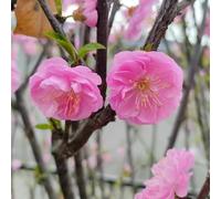 semi di mandorlo resistenti semi di resistenti per giardino balcone decorazione giardino 50pcs