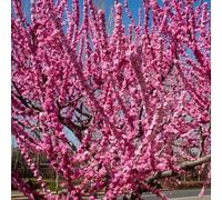 Semi di mandorlo - semi di Prunus triloba - autunnali resistenti decorazione da giardino per esterni arbusti fioriti resistenti semi di da esterno resistenti 10pcs