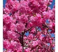 Semi di mandorlo - semi di Prunus triloba - decorazione da giardino per esterni da esterno resistenti semi di selvatici giardino di arbusti arbusti fioriti 12pcs