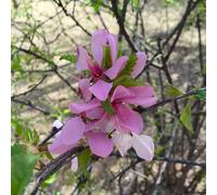 Semi di mandorlo - semi di Prunus triloba - rare resistenti all'esterno resistenti per il giardino decorazione da giardino per esterni 8pcs