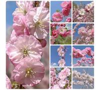 Semi di mandorlo - semi di Prunus triloba - semi di decorazione da giardino per esterni arbusti fioriti resistenti regali da giardino per le donne da 50pcs