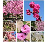 Semi di mandorlo - semi di Prunus triloba - semi di selvatici resistenti all'esterno arbusti fioriti resistenti autunnali resistenti regali per gli 35pcs