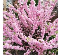 Semi di mandorlo - semi di rari varietà antiche esotiche serre balcone resistenti arbusti, resistenti balcone per i luoghi 25pcs