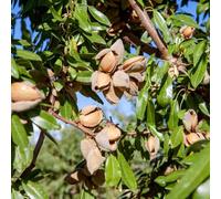 semi di mandorlo - varietà antiche, serre da balcone, giardino, perenni resistenti, tappezzante, 8pcs