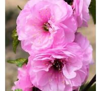 Semi di mandorlo - vecchie varietà Prunus triloba - resistenti all'esterno semi di selvatici da esterno resistenti regali da giardino per le donne 16pcs