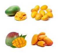 Semi di mango - da frutto da esterno resistenti semi di per il giardino fresca da giardino roccioso 14pcs