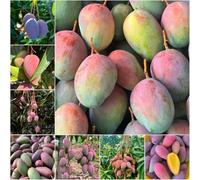 semi di mango - giardino bonsái di serra di montagna ornamentali biologici 6pcs