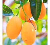 Semi di mango, mango, antiche varietà, gli da colonnari sono resistenti, giardino 4pcs