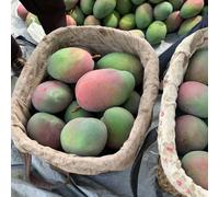 Semi di mango, mango, balcone per l'inverno, fresca, biologici giardino da regali 3pcs