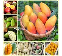 Semi di mango, mango, fresca, biologici, giardino 9pcs