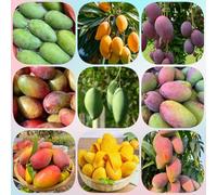 Semi di mango, resistenti per il giardino da piantare, frutteto acquistarere da regali per gli amanti del giardino da giardino 3pcs