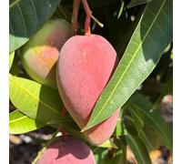 Semi di mango,semi di mango resistenti,resistenti all'esterno giardino to,regali per gli amanti del giardino da appartamento 20pcs