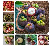 semi di mangostano - esotici appartamento biologici perenni resistenti 10pcs