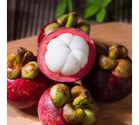 semi di mangostano - giardino perenni resistenti antiche varietà biologici 12pcs