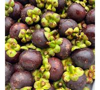 Semi di mangostano, regali per gli amanti del giardino giardino di serre da balcone da balcone roccioso frutto colonnare resistenti per il vecchie varietà 15pcs