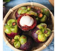 semi di mangostano - resistenti, biologici, antiche varietà balcone 25pcs