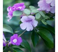 Semi di Mansoa alliacea - farfalla ornamentali biologici semi di rampicanti resistenti vecchie varietà pendenti, resistenti, per i luoghi 350pcs