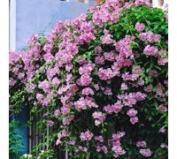 Semi di Mansoa alliacea, le sono resistenti semi resistenti resistenti all'esterno da giardino resistenti giardino 400pcs