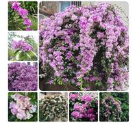 Semi di Mansoa alliacea, rampicante biologici rustiche per balconi giardino decorazioni floreali Le perenni sono 500pcs