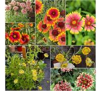 semi di manta - perenni perenni resistenti - Serie Rara - Semi di pratoia con in giardino di copertura del 100pcs