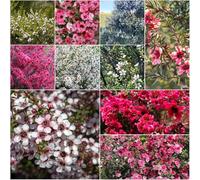 semi di manuka - da giardino perenni resistenti che coprono il suolo decorazione e scalatrici resistenti per giardino e 500pcs