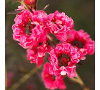 Semi di Manuka, Le da balcone sono Leptospermum scoparium, resistenti 400pcs