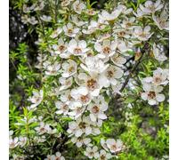Semi di manuka, Leptospermum scoparium, balcone di semi di mirto del Mare del Sud - biologici 350pcs