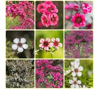 Semi di manuka, Leptospermum scoparium, da balcone autunnali di mirto del Mare del Sud - Le da balcone sono 250pcs