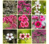 Semi di Manuka, semi di per gli ospiti Leptospermum scoparium, regali sostenibili per le donne Le da balcone sono perenni 100pcs