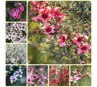 Semi di Manuka, semi di vecchie varietà, Leptospermum scoparium, regali sostenibili per le donne per luoghi soleggiati 350pcs
