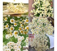 semi di manzanilla resistenti semi medicinali giardino prado de primavera rocce 600pcs