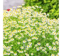 semi di manzanilla romana giardino interno estremamente resistente balcone serra tagliati di primavera Copertura perenne resistente giardino 800pcs