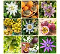 Semi di maracuja, da giardino Passiflora edulis, giardino di esotica resistenti per il giardino regali da giardino 200pcs