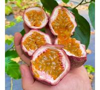 Semi di maracuja, da giardino sul balcone Passiflora edulis, rustiche per balconi resistenti per il giardino regali da giardino 10pcs