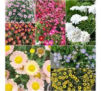 semi di margarita di balcone resistenti semi di primavera pradera per decorazione 600pcs