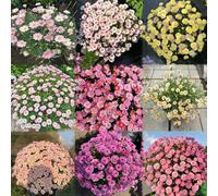 semi di margarita semi decorazione giardino giardino interni resistenti 500pcs