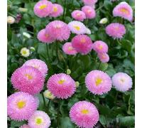 semi di margarita - semi selvatici perenne resistente che copre il terreno giardino interno 1000pcs