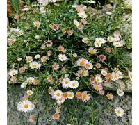 Semi di margarita spagnola selvatica Letto da giardino per interni Balcone Tetti verdi Letto rialzato esotico per interni Primavera da giardino 600 pezzi