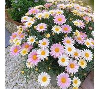 semi di margherita - balcone d'appartamento esotiche Aiuole rialzate per il giardino in vaso rare rampicanti interna resistenti, adatte al 300pcs