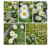 semi di margherita comune - Leucanthemum vulgare, resistenti balcone con recisi giardino sul rialzata in vaso 600pcs